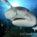 shark_tiger_ft_lbb_h_4271_bah4951.jpg